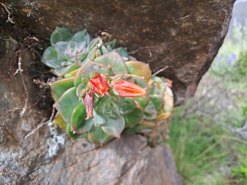 Echeveria cuscoensis
