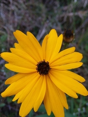 Coreopsis gladiata