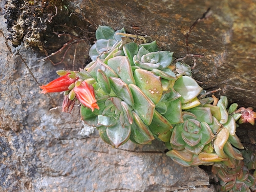 Echeveria cuscoensis