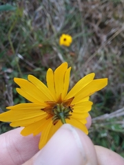 Coreopsis gladiata