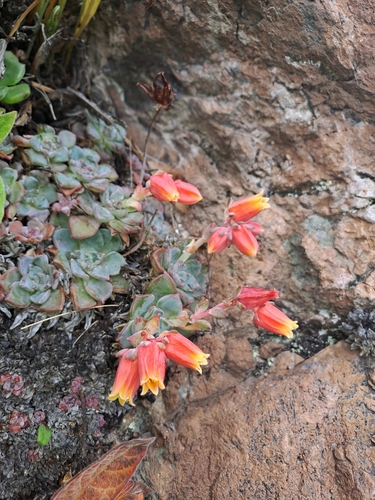 Echeveria cuscoensis