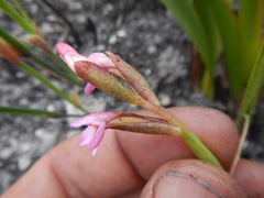 Disa vaginata