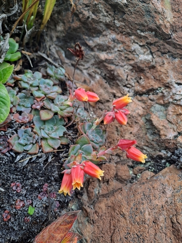 Echeveria cuscoensis