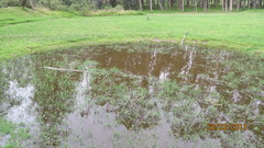 Gastrotheca riobambae