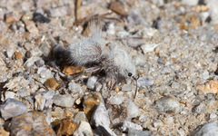 Dasymutilla gloriosa