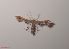 Geina periscelidactylus