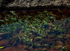 Hydrocharitaceae