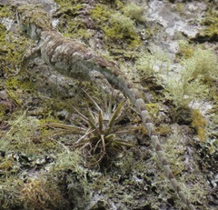 Urostrophus vautieri