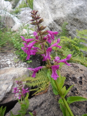 Stachys sublobata