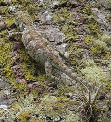 Urostrophus vautieri