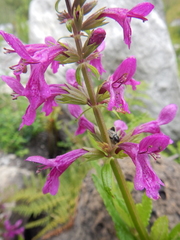 Stachys sublobata