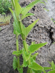 Stachys sublobata