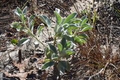 Lupinus diffusus