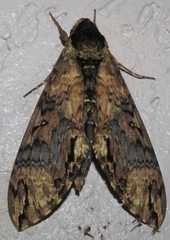 Manduca brasiliensis