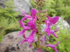 Stachys sublobata