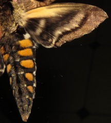 Manduca brasiliensis