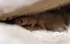 Phyllodactylus nocticolus