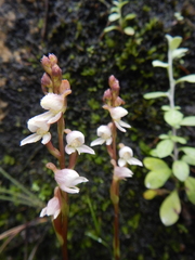 Disa uncinata