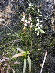 Disa uncinata