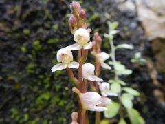 Disa uncinata