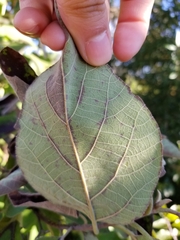 Cordia boissieri