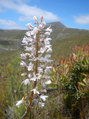 Eulophia barbata