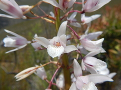 Eulophia barbata