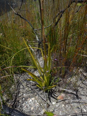 Eulophia barbata