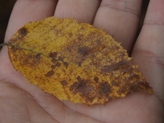 Carpinus tschonoskii