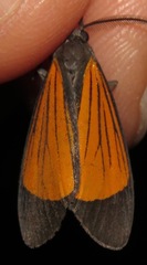 Scea auriflamma