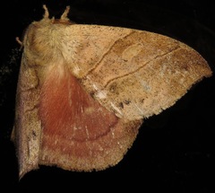 Prohylesia