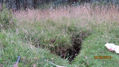 Gastrotheca riobambae