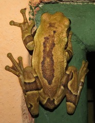 Trachycephalus imitatrix