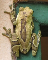 Trachycephalus imitatrix