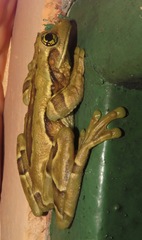 Trachycephalus imitatrix