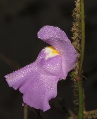 Utricularia tricolor