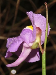 Utricularia tricolor