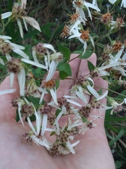 Doellingeria sericocarpoides