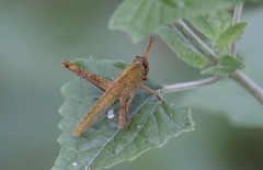 Schistocerca impleta