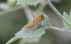 Schistocerca impleta