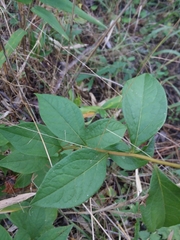 Doellingeria sericocarpoides