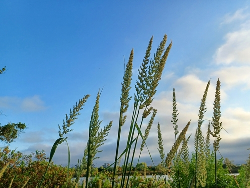 iNaturalist observation photo of giant wild rye