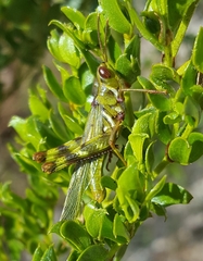 Bootettix argentatus