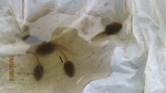 Gastrotheca riobambae