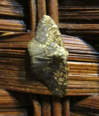 Nematocampa