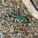 Cicindela gemmata aino - Photo no rights reserved, uploaded by MadMagpie