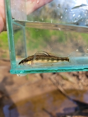 Piedmont Darter photo 2