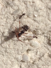 Paratrechina longicornis