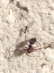 Paratrechina longicornis