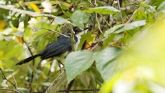 Melanotis hypoleucus